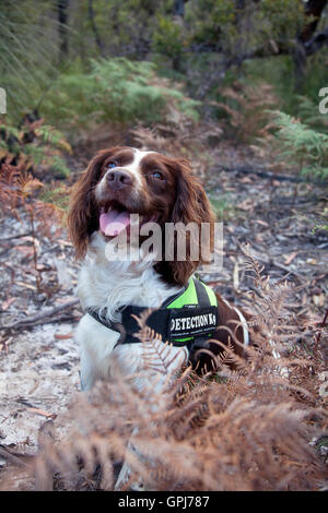 Wilde Tiere-Erkennung Hund Bolt Stockfoto