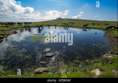 Kühe in einem Teich auf Dartmoor in Devon Stockfoto