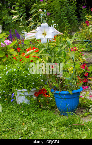 Home Garten im Sommer. Weiße Lilien in den Blumentopf. Stockfoto