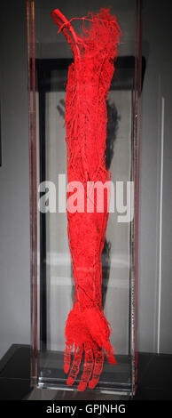 Aceton, Blutgefäße, menschlicher Arm und Hand, Körperwelten, Menschen-Museum, Berlin, Deutschland Stockfoto