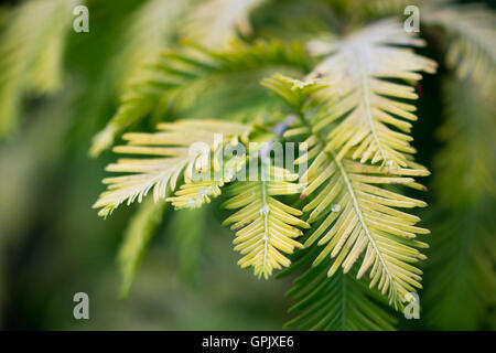 Goldrausch-Baum (Metasequoia Glyptostroboides). Gelbes Blatt der gefährdeten Nadel-Baum aus China, auch bekannt als die Dawn redwood Stockfoto