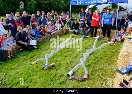 Glasgow, Vereinigtes Königreich. 04. September 2016. Der jährliche Jahrmarkt an der Glasgow Museum des Landlebens, East Kilbride, lockte 1000 Zuschauer mit verschiedenen Ausstellungen und Displays einschließlich Ferret Racing im Besitz der schottischen Ferret Assosciation und Schäferhund Studien zeigen die Geschicklichkeit und die Zusammenarbeit zwischen der Hirte und seine Schäferhund Collie. Frettchen-Racing, angezogen durch das Setzen der Frettchen durch die Kunststoffrohre eine Menschenmenge, die sichtlich Spaß genossen. Bildnachweis: Findlay/Alamy Live-Nachrichten Stockfoto