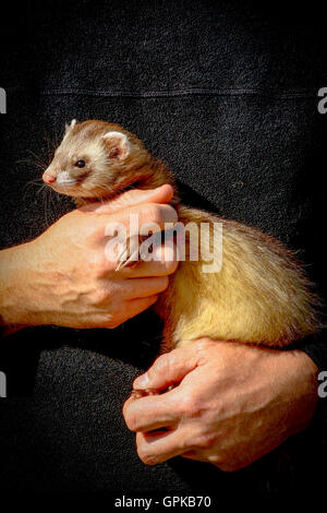 Glasgow, Vereinigtes Königreich. 04. September 2016. Der jährliche Jahrmarkt an der Glasgow Museum des Landlebens, East Kilbride, lockte 1000 Zuschauer mit verschiedenen Ausstellungen und Displays einschließlich Ferret Racing im Besitz der schottischen Ferret Assosciation und Schäferhund Studien zeigen die Geschicklichkeit und die Zusammenarbeit zwischen der Hirte und seine Schäferhund Collie. Bildnachweis: Findlay/Alamy Live-Nachrichten Stockfoto
