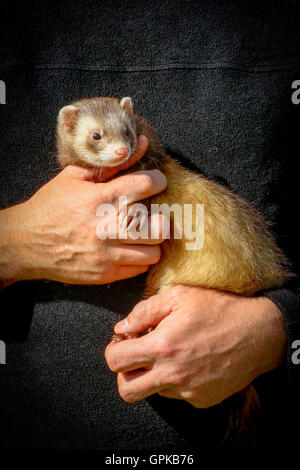 Glasgow, Vereinigtes Königreich. 04. September 2016. Der jährliche Jahrmarkt an der Glasgow Museum des Landlebens, East Kilbride, lockte 1000 Zuschauer mit verschiedenen Ausstellungen und Displays einschließlich Ferret Racing im Besitz der schottischen Ferret Assosciation und Schäferhund Studien zeigen die Geschicklichkeit und die Zusammenarbeit zwischen der Hirte und seine Schäferhund Collie. Bildnachweis: Findlay/Alamy Live-Nachrichten Stockfoto