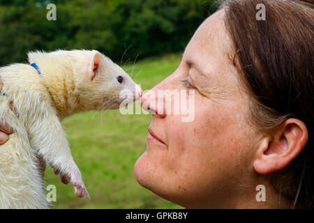 Glasgow, Vereinigtes Königreich. 04. September 2016. Der jährliche Jahrmarkt an der Glasgow Museum des Landlebens, East Kilbride, lockte 1000 Zuschauer mit verschiedenen Ausstellungen und Displays einschließlich Ferret Racing im Besitz der schottischen Ferret Assosciation und Schäferhund Studien zeigen die Geschicklichkeit und die Zusammenarbeit zwischen der Hirte und seine Schäferhund Collie. Hier ist FIONA KEMP mit ihren 2 Jahre alte männliche Frettchen "Finlay". Bildnachweis: Findlay/Alamy Live-Nachrichten Stockfoto