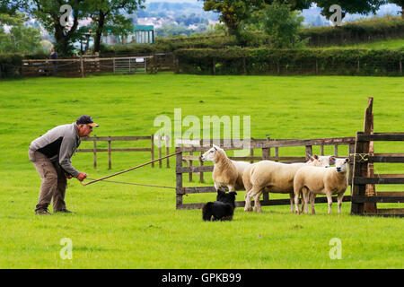 Glasgow, Vereinigtes Königreich. 04. September 2016. Der jährliche Jahrmarkt an der Glasgow Museum des Landlebens, East Kilbride, lockte 1000 Zuschauer mit verschiedenen Ausstellungen und Displays einschließlich Ferret Racing im Besitz der schottischen Ferret Assosciation und Schäferhund Studien zeigen die Geschicklichkeit und die Zusammenarbeit zwischen der Hirte und seine Schäferhund Collie. Bildnachweis: Findlay/Alamy Live-Nachrichten Stockfoto