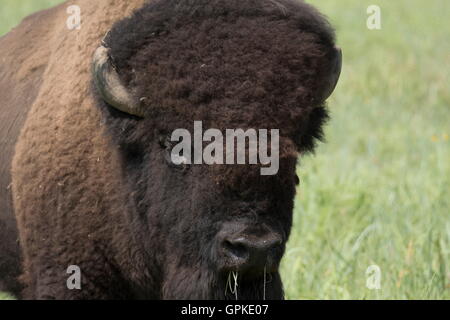 Lawton, Oklahoma, USA. 8. Sep, 2016. Büffel durchstreifen die Fahrbahn in den Wichita Mountains Wildlife Refuge. Die Hütte befindet sich im südwestlichen Oklahoma in der Nähe von Lawton, entstand im Jahre 1901. Im Jahre 1907 transportiert die American Bison Society 15 Bison, sechs Stiere und neun Kühe aus dem New York Zoological Park bis zur Schutzhütte. Zu diesem Zeitpunkt hatte Bison ausgestorben in den südlichen Great Plains seit 30 Jahren. Die Bison Herde jetzt zahlen etwa 650 auf der Hütte. Späteren Longhorn steuert und Elch befanden sich dort. Es ist die älteste verwalteten Tierwelt-Anlage in der United States Fish and Wildlife Service System. Ich Stockfoto