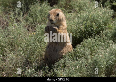 Lawton, Oklahoma, USA. 8. Sep, 2016. Ein Präriehund durchstreift den Wichita Mountains. Gegründet 1901, Wichita Mountains Wildlife Refuge, ist einer der mehr als 556 Schutzhütten in den Vereinigten Staaten verwaltet. Refugio 59.020 Hektar beherbergt ein seltenes Stück aus der Vergangenheit. Die Schutzhütte bietet Lebensraum für große native weidenden Tiere wie Bisons, Rocky Mountain Elche und Weißwedelhirsche. Texas Longhorn Rindern teilen auch Zuflucht Weideflächen als kulturelles und historisches Erbe Spezies. Als Präsident Teddy Roosevelt der Büffel in freier Wildbahn wieder anzusiedeln wollte, zog er Wisente aus dem N Stockfoto