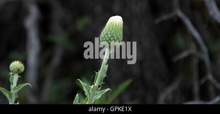 Lawton, Oklahoma, USA. 8. Sep, 2016. Eine Distel-Pflanze ist bereit, in den Wichita Mountains zu blühen. Gegründet 1901, Wichita Mountains Wildlife Refuge, ist einer der mehr als 556 Schutzhütten in den Vereinigten Staaten verwaltet. Refugio 59.020 Hektar beherbergt ein seltenes Stück aus der Vergangenheit. Die Schutzhütte bietet Lebensraum für große native weidenden Tiere wie Bisons, Rocky Mountain Elche und Weißwedelhirsche. Texas Longhorn Rindern teilen auch Zuflucht Weideflächen als kulturelles und historisches Erbe Spezies. Als Präsident Teddy Roosevelt der Büffel in freier Wildbahn wieder anzusiedeln wollte, zog er Stockfoto