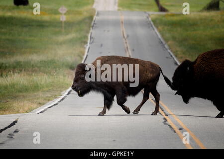 Lawton, Oklahoma, USA. 8. Sep, 2016. Büffel überqueren Sie die Straße in den Wichita Mountains Wildlife Refuge. Wichita Mountains Wildlife Refuge ist, gegründet 1901, einer der mehr als 556 Schutzhütten in den Vereinigten Staaten verwaltet. Refugio 59.020 Hektar beherbergt ein seltenes Stück aus der Vergangenheit. Die Schutzhütte bietet Lebensraum für große native weidenden Tiere wie Bisons, Rocky Mountain Elche und Weißwedelhirsche. Texas Longhorn Rindern teilen auch Zuflucht Weideflächen als kulturelles und historisches Erbe Spezies. Als Präsident Teddy Roosevelt der Büffel in freier Wildbahn wieder anzusiedeln wollte, zog er b Stockfoto