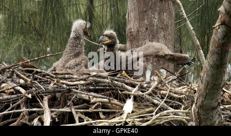 Pembroke Pines, Florida, USA. 8. Sep, 2016. Ein Weißkopf-Seeadler Nest in Pembroke Pines. Die Weißkopf-Seeadler wurden Mitte Januar geboren. Die Erwachsenen Weißkopf-Seeadler lebt seit 2008 in ihr Nest. © J Pat Carter/ZUMA Draht/Alamy Live-Nachrichten Stockfoto