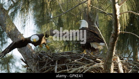 Pembroke Pines, Florida, USA. 8. Sep, 2016. Ein Weißkopf-Seeadler Nest in Pembroke Pines. Die Weißkopf-Seeadler wurden Mitte Januar geboren. Die Erwachsenen Weißkopf-Seeadler lebt seit 2008 in ihr Nest. © J Pat Carter/ZUMA Draht/Alamy Live-Nachrichten Stockfoto