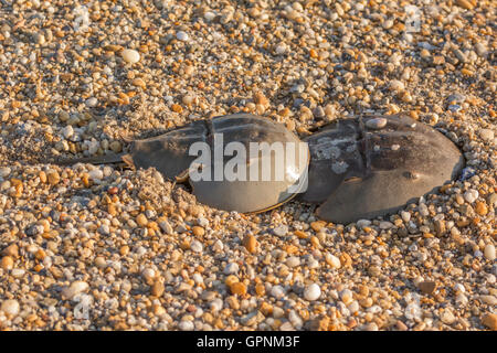 Pfeilschwanzkrebse Paarung auf die Strand, Delaware Bay, Delaware, USA Stockfoto