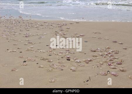 Viele Quallen sind am Strand nach der Sintflut gestrandet. Auf der westlichen Küste von Dänemark, Europa. Stockfoto