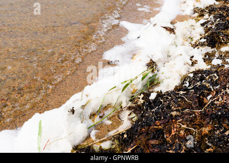 Blase-Wrack (Fucus Vesiculosus) und Schaum sammeln in flachen Küste Bucht. Stockfoto
