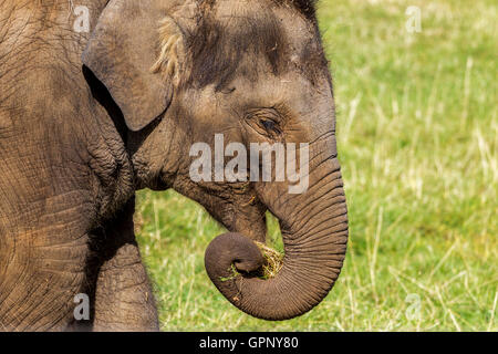 Asiatischer Elefant. Elephas Maximus, Woburn Safari Park. Stockfoto
