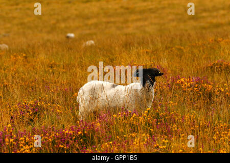 Roaming der Wildnis von Dartmoor sind diese schottischen Blackface-Schafe sehr robuste Tiere überleben die harten Wintern außerhalb Stockfoto