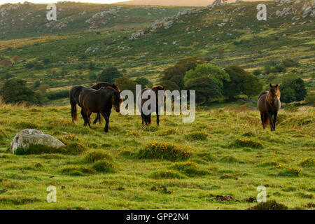 Dartmoor Ponys genießen die Freiheit der Mohr gibt ihnen auf hohem Gelände frei bewegen. Hügel & Täler Stockfoto