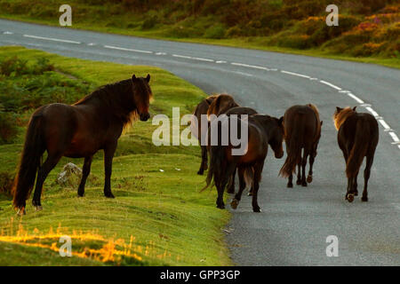 Dartmoor Ponys genießen die Freiheit der Mohr gibt ihnen auf hohem Gelände frei bewegen. Hügel & Täler Stockfoto