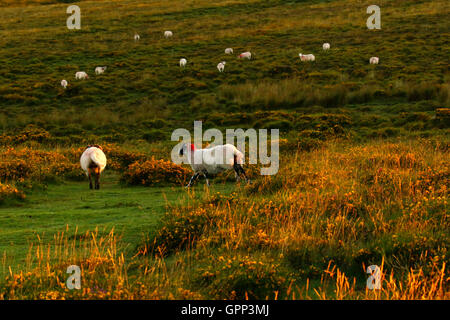 Roaming der Wildnis von Dartmoor sind diese schottischen Blackface-Schafe sehr robuste Tiere überleben die harten Wintern außerhalb Stockfoto