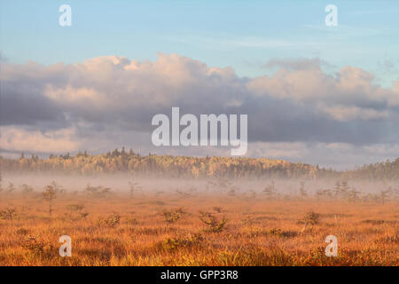 Dunst, Gras- und Kiefer in der aufgehenden Sonne Stockfoto