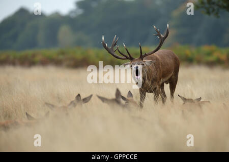 Rotwild-Hirsch brüllen in der Nähe der Hinds während der Brunft Stockfoto