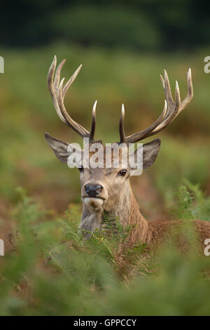 Nahaufnahme von ein junges Rothirsch Hirsch Stockfoto