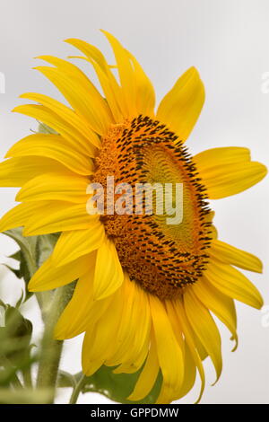 Ein Feld von Sonnenblumen in voller Blüte, Blüten mit leuchtend gelben Blüten mit vielen grünen Blättern und Bienen erhebt sich an der Sonne Stockfoto