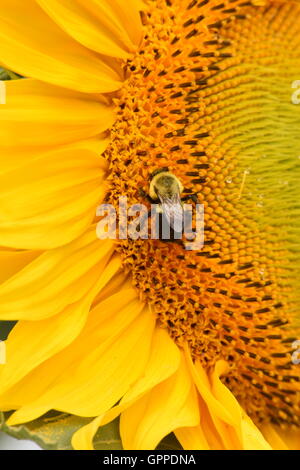 Ein Feld von Sonnenblumen in voller Blüte, Blüten mit leuchtend gelben Blüten mit vielen grünen Blättern und Bienen erhebt sich an der Sonne Stockfoto