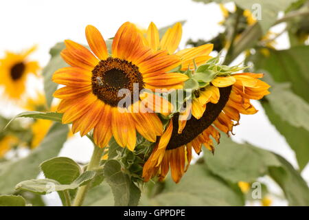 Ein Feld von Sonnenblumen in voller Blüte, Blüten mit leuchtend gelben Blüten mit vielen grünen Blättern und Bienen erhebt sich an der Sonne Stockfoto