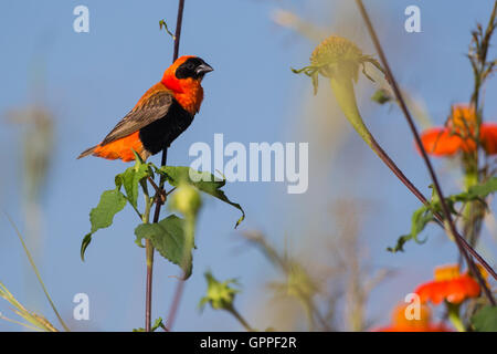 Männlichen südlichen Roten Bischof (Euplectes Orix) und orange Blumen Stockfoto