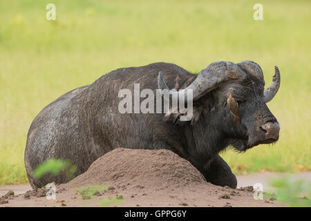 Afrikanischer Büffel (Syncerus Caffer) mit rot-billed Oxpecker (Buphagus Erythrorhynchus) picken um seine Augen Stockfoto