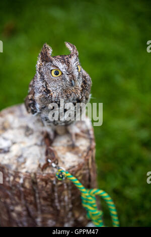 Eine westliche Screech Eule saß auf einem Hochsitz Stockfoto