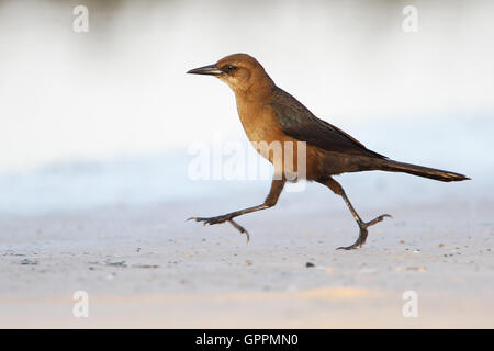 Boot-angebundene Grackle (Quiscalus großen) Weibchen Wandern, Kissimmee, Florida, USA Stockfoto