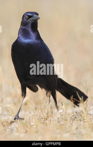 Boot-angebundene Grackle (Quiscalus großen) Mann zu Fuß, Kissimmee, Florida, USA Stockfoto