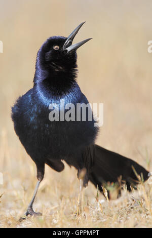 Boot-angebundene Grackle (Quiscalus größeren) männlichen Gesang, Kissimmee, Florida, USA Stockfoto