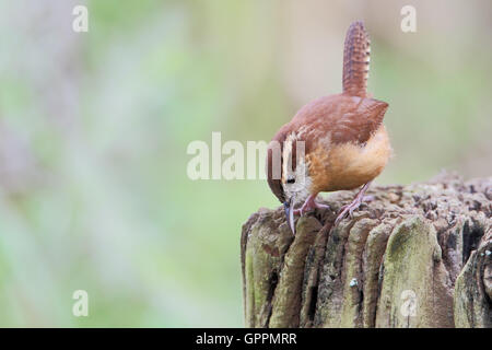 Carolina Zaunkönig (Thryothorus sich) auf Baumstumpf, Kissimmee, Florida, USA Stockfoto