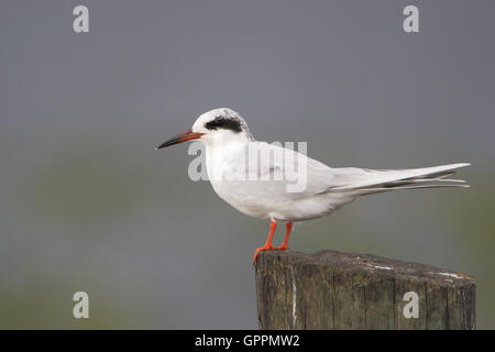 Forster Seeschwalbe (Sterna Forsteri) auf Post, Kissimmee, Florida, USA Stockfoto