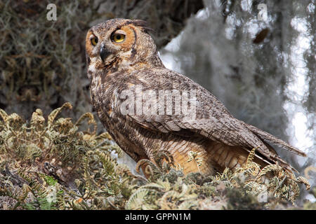 Große gehörnte Eule (Bubo Virginianus) im Baum, Kissimmee, Florida, USA Stockfoto