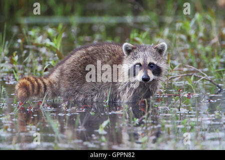 Waschbär (Procyon Lotor) zu Fuß durch das Wasser, Kissimmee, Florida, USA Stockfoto