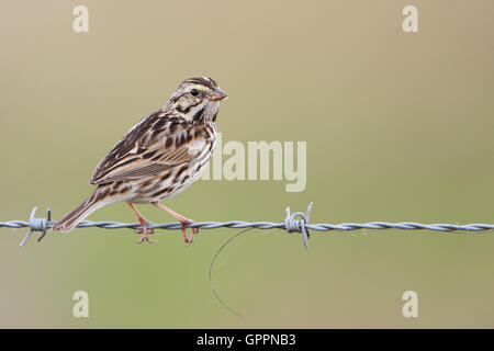 Savannah Spatz (Passerculus Sandwichensis), Kissimmee, Florida, USA Stockfoto