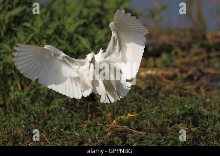 Snowy Silberreiher (Egretta unaufger) fliegen in für die Landung, Kissimmee, Florida, USA Stockfoto