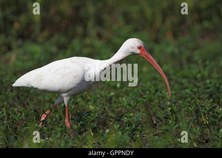 American White Ibis (Eudocimus Albus) zu Fuß durch Rasen in der Nähe von Sumpf, Kissimmee, Florida, USA Stockfoto