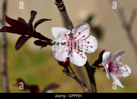 Cherry Plum blüht mit Pollen auf winzigen roten Herzen Stielen mit einem Hauch von tief weinrot der Blätter. Weichen Hintergrund. Stockfoto