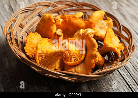 Frische Pfifferlinge auf einem Holz hautnah Stockfoto