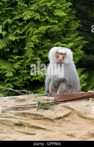 Hamadryas Pavian in Gefangenschaft Stockfoto