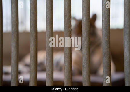 Tiger aus dem Fokus hinter Gittern in einem Zoo Käfig Stockfoto