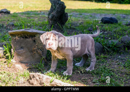 Porträt von reinrassigen Mastino Napoletano Welpen auf grünem Hintergrund Stockfoto