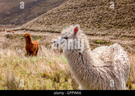 Herde von Lamas Essen Weide in der Nähe von Chimborazo Vulkan in Ecuador, Südamerika Stockfoto