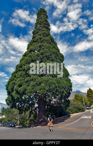 Queenstown, Neuseeland - März 2016: große Zeder Baum steht im Zentrum von Queenstown, Neuseeland Stockfoto